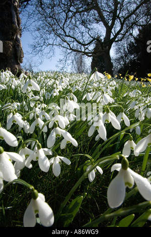 Wald voller Frühlingssonne und Teppich von frischen, weißen Schneeglöckchen. Botanische Name Galanthus nivalis Stockfoto