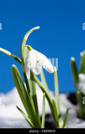 Ersten Schneeglöckchen Blüte schieben durch den Schnee vor blauem Himmel Stockfoto