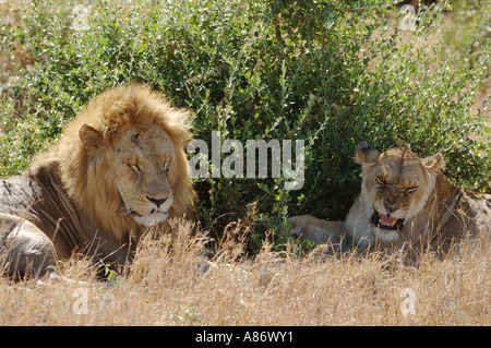 Männliche und weibliche Löwen ruhen nach der Paarung in der Masai Mara Nationalpark, Kenia Stockfoto