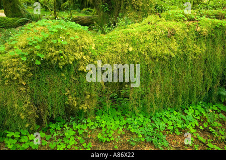 Olympic Nationalpark, WA, gemäßigten Regenwald, Hoh River Valley, Halle der Moose, Moos bedeckt umgestürzten Baumstamm und oxalis Stockfoto