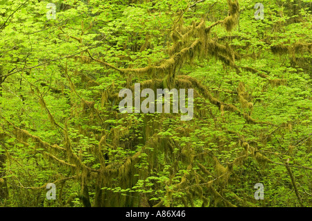 Olympic National Park WA gemäßigten Regenwald Hoh River Valley Moss und neue Blätter der Rebe Ahorn Acer Circinatum Mai Stockfoto