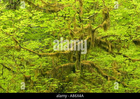 Olympic National Park WA gemäßigten Regenwald Hoh River Valley Rebe Ahorn Acer circinatum Stockfoto