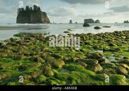 Olympic Nationalpark, WA, Küste in der Nähe von La Push, Algen bedeckt, Felsen und Offshore-stack Stockfoto