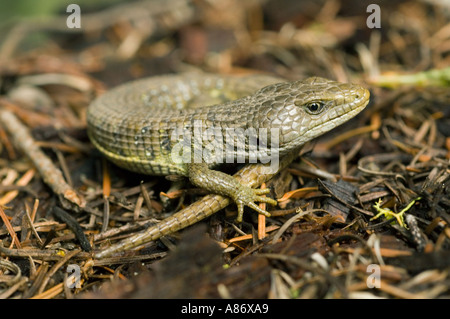 Alligator Eidechse (Elgaria Coerulea) wilde Cascade-Siskiyou National Monument, Southern Oregon Mai Stockfoto