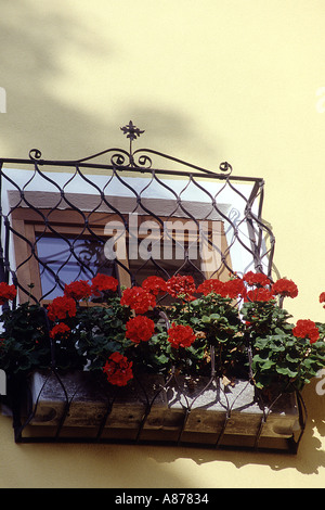 Rote Blumen in einem weißen Blumenkasten, gesichert durch eine schmiedeeiserne Fenster Wache auf der äußeren Fenster eines Hauses Stockfoto