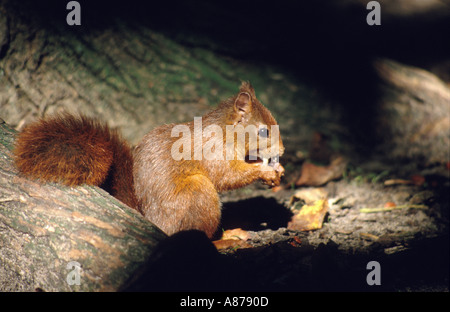 Eichhörnchen im Formby Punkt Naturreservat Merseyside Stockfoto