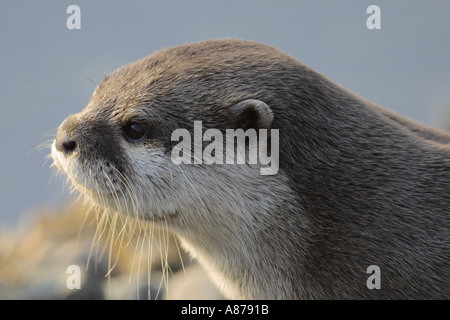 Orientalische kurze Krallen Otter Portrait Stockfoto