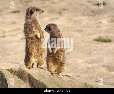 Meerkats Suricata suricatta Stockfoto