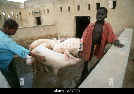 Straßenjungen trainieren in der Tierhaltung auf einem Reha-Bauernhof mit Schweinen/Tieren. In Der Nähe Von Ouagadougou, Burkina Faso Stockfoto