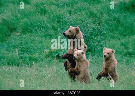 Trio von Braunbären Ursus Arctos ein Spaziergang im grünen Feld in Alaska Stockfoto