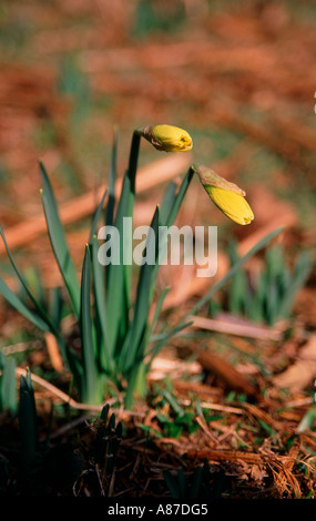 Wilde Wald Narzissen Suffolk England Stockfoto