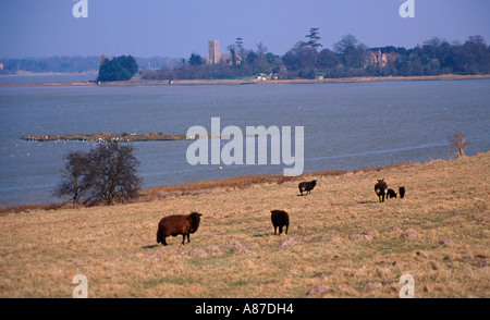 Blick über den Fluss Alde Blickrichtung Iken Suffolk England Stockfoto