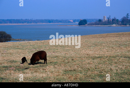 Blick von Feldern über Fluß Alde Blickrichtung Iken Suffolk England Stockfoto