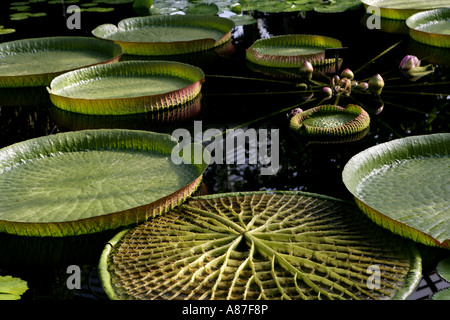 Lotusblätter auf dem Wasser schwimmt Stockfoto