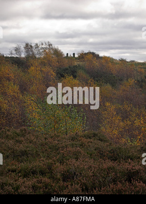 Stimmungsvoller Himmel mit Silber Birken in Parkhall Landschaft Park Stockfoto