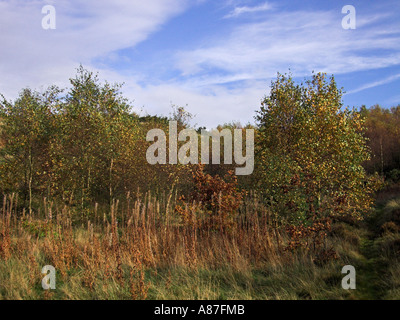 Silber-Birken in Parkhall Landschaft Park Stockfoto