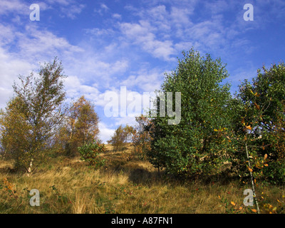 Silber-Birken in Parkhall Landschaft Park Stockfoto