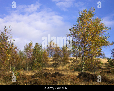 Silber-Birken in Parkhall Landschaft Park Stockfoto