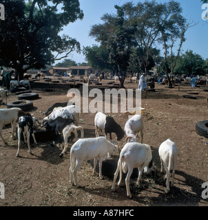 Viehmarkt in der nativen Dorf Abuko in Gambia, Westafrika Stockfoto