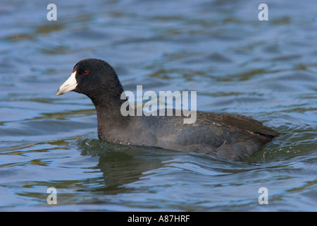 Amerikanisches Blässhuhn Stockfoto