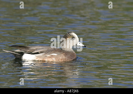 Amerikanische Pfeifente Anas Americana Tucson ARIZONA USA 6 April erwachsenen männlichen Entenvögel Stockfoto