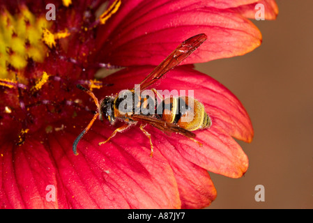 Ancistrocerus tuberculocephalus Stockfoto