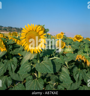 Feld von Sonnenblumen (Helianthus Annuus), Andalusien, Spanien Stockfoto