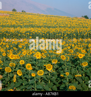 Feld von Sonnenblumen (Helianthus Annuus), Andalusien, Spanien Stockfoto