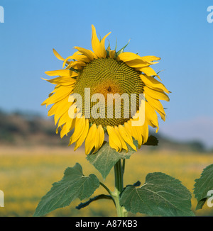 Nahaufnahme einer Sonnenblume (Helianthus Annuus), Andalusien, Spanien Stockfoto