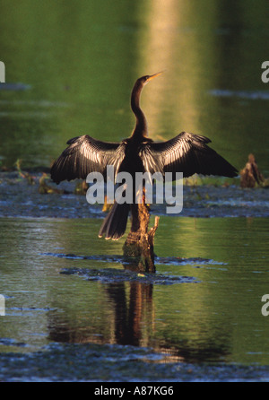 Anhinga Anhinga Anhinga Brazos Bend State Park TEXAS USA April Erwachsenen weiblichen trocknen in der Sonne Anhingidae Flügel Stockfoto