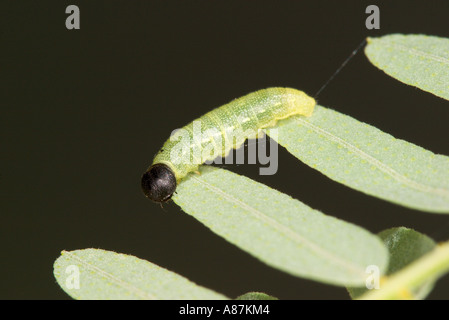 Arizona Skipper, Codatractus Arizonensis-Raupe Stockfoto