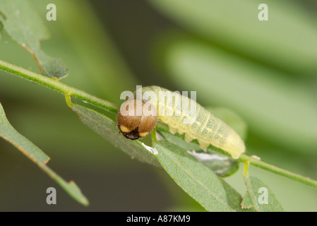 Arizona Skipper, Codatractus Arizonensis-Raupe Stockfoto