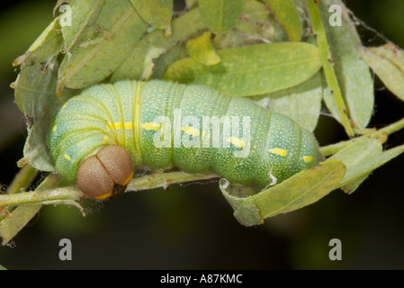 Arizona Skipper, Codatractus Arizonensis-Raupe im Nest Stockfoto