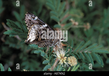 Arizona Skipper Codatractus Arizonensis Box Canyon Santa Rita Mountains Arizona USA Hesperidae Pyrginae Stockfoto