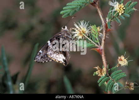 Arizona Skipper Codatractus Arizonensis Box Canyon Santa Rita Mtns ARIZONA 27 Juli Hesperiidae Pyrginae Stockfoto