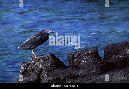 Lava Reiher Butorides Sundevalli Isabela Galapagos Insel Ecuador Südamerika Lavareiher Stockfoto