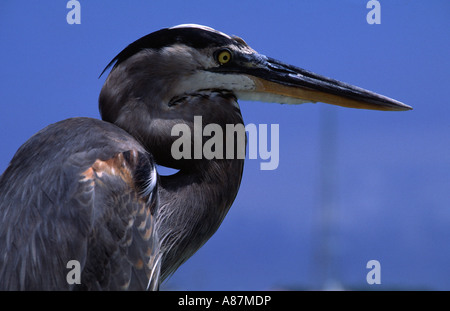 Porträt von Great Blue Heron Ardea Herodias Galapagos Insel Ecuador Süd Ameriaca Stockfoto