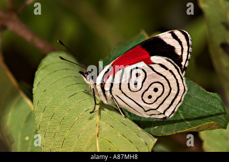 Annas achtzig - acht Diaethria Anna Tamaulipas Gomez Farias Mexiko Limenitidinae Stockfoto