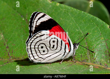 Anna s achtzig acht Diaethria Anna Tamaulipas Gomez Farias Mexiko Limenitidinae Stockfoto