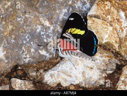 Anna s achtzig acht Diaethria Anna Tamaulipas Gomez Farias Mexiko 26 Oktober Limenitidinae Stockfoto