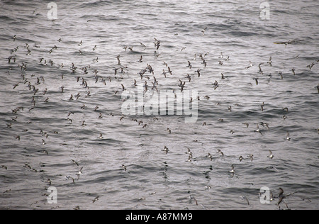 Antarctic Prion Pachyptila Desolata Prion Island South Georgia Island SOUTH ATLANTIC Dezember Erwachsenen Procellariidae Stockfoto