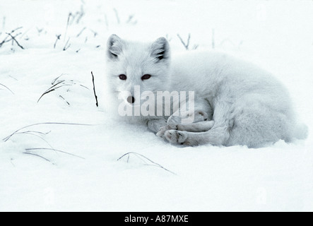 Polarfuchs Alopex Lagopus Churchill Manitoba Kanada Erwachsene Stockfoto
