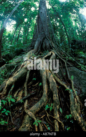 Detail der Baumwurzeln im tropischen Regenwald Cape Tribulation Queensland Australien Stockfoto