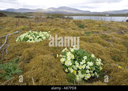 Primeln in moosigen bank Primula Vulgaris Isle Of Skye, Schottland Stockfoto