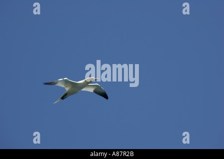 Basstölpel im Flug über Kolonie auf Bass Rock North Berwick Scotland Stockfoto