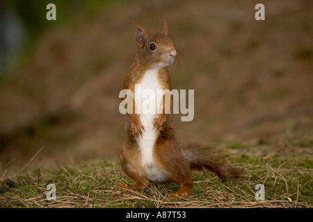 Europäische Eichhörnchen stehend auf Hinterbeinen Sciurus Vulgaris Formby Naturschutzgebiet UK Stockfoto