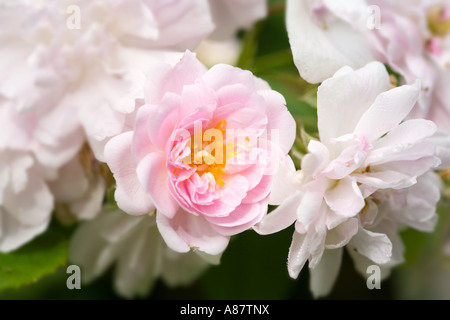 Rosa Pauls Himalayan Musk Stockfoto