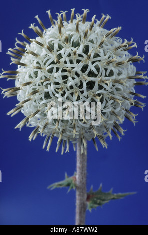 Echinops Sphaerocephalus 'Arctic Glow'. Globe Thistle. Stockfoto