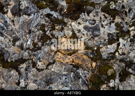 Moose und Flechten, klammerte sich an einem großen Felsbrocken in den französischen Alpen. Stockfoto