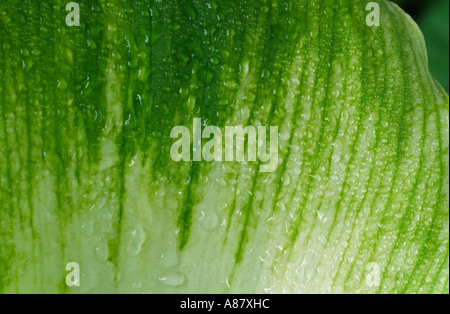 Zantedeschia Aethiopica 'Green Goddess'. AGM Nahaufnahme von Blatt-Muster. Arum Lilie. Stockfoto